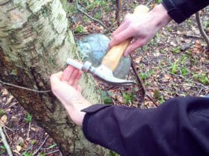 Tapping for silver birch water