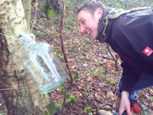 using a demijohn for tapping for collecting silver birch water
