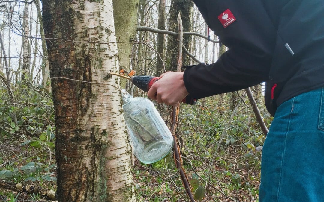 How To Tap A Silver Birch Tree For Water