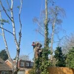 How to become a tree surgeon