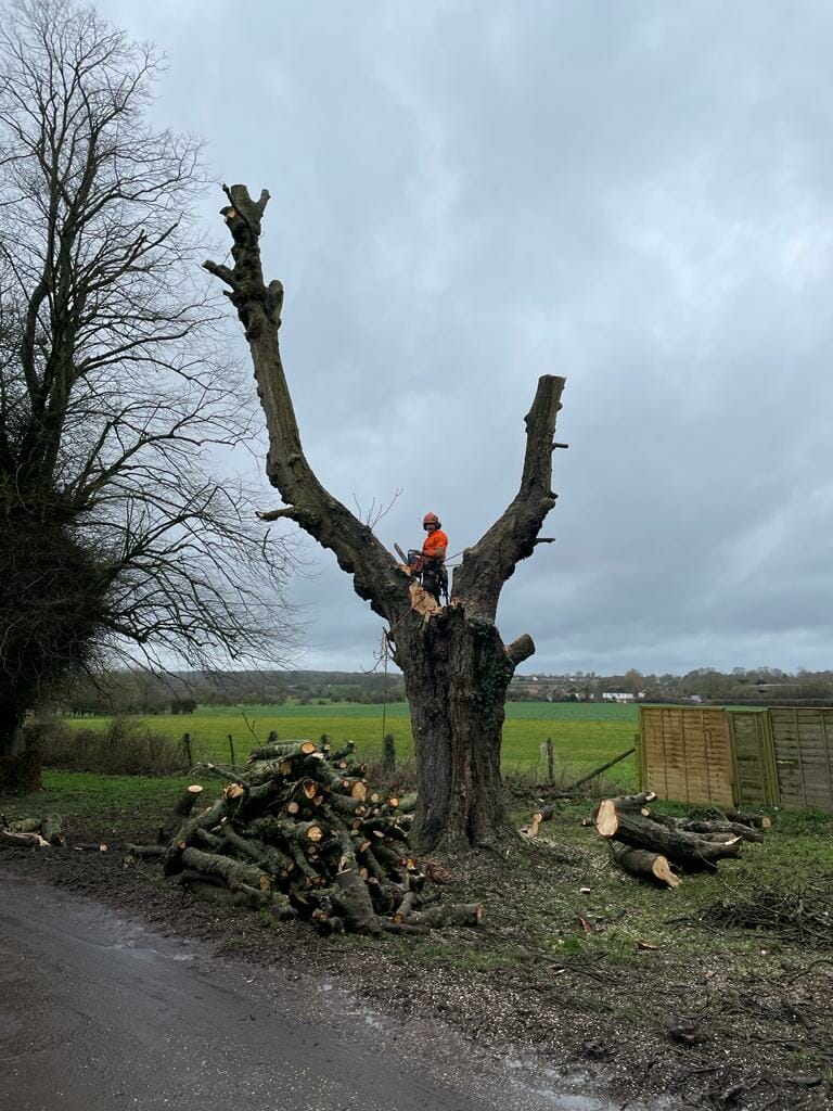tree removal lenham