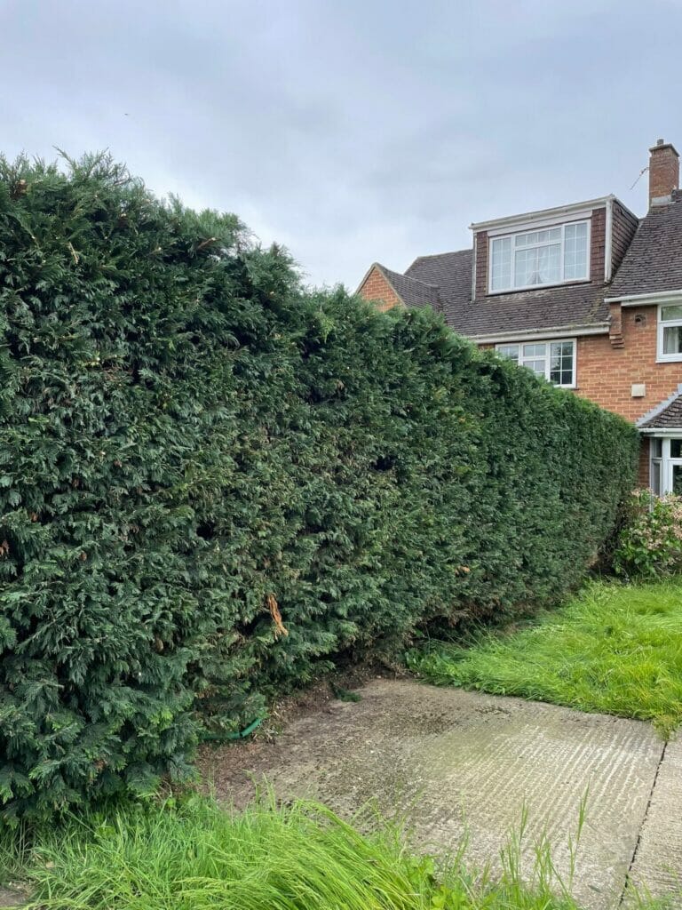 Hedge Cutting in Ashford