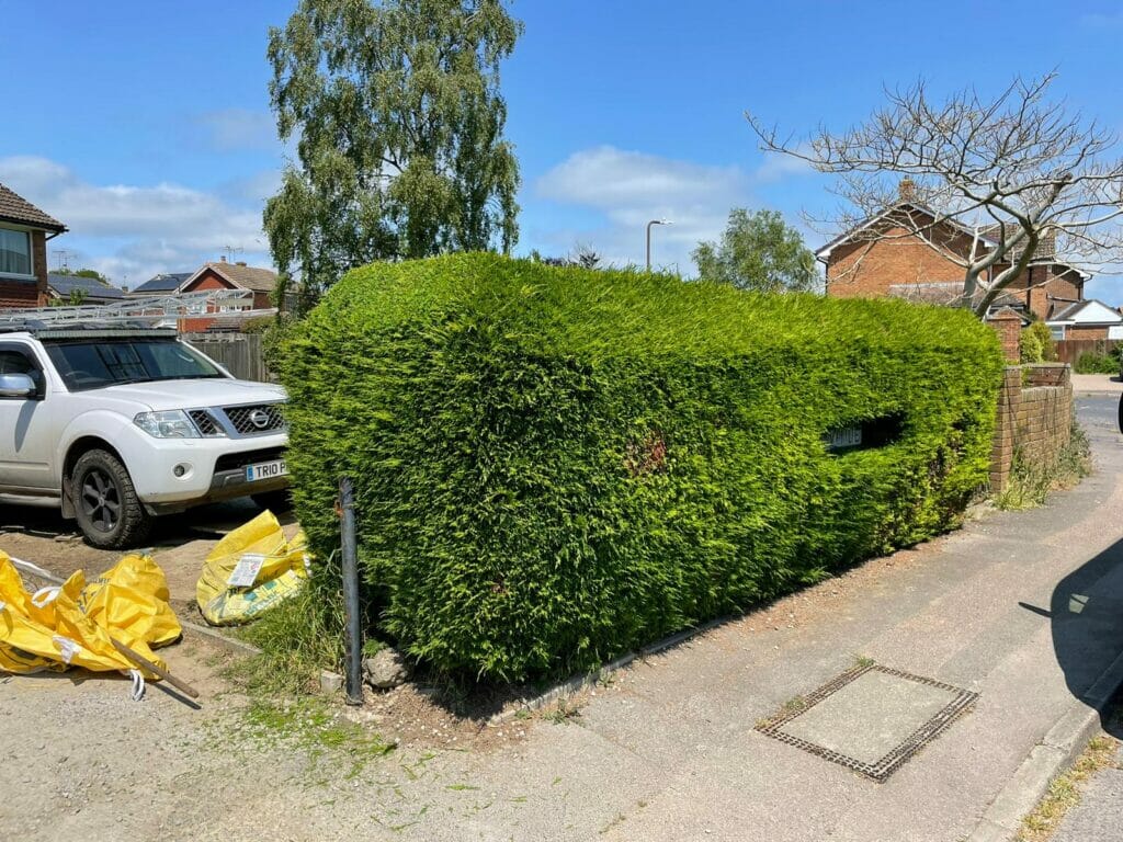 Hedge cut Lenham