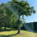 Why do you need Tree Care Services?
