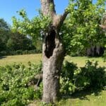 Guide to tree surgery
