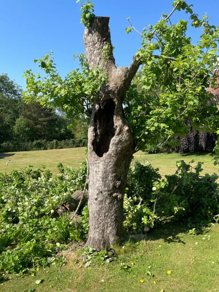 tree safety Kent 
