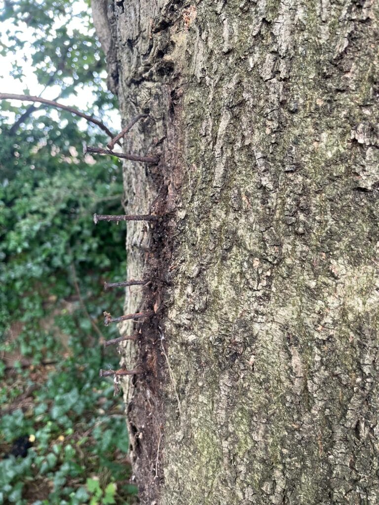 rusty nail tree