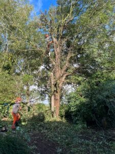 how to become tree surgeon