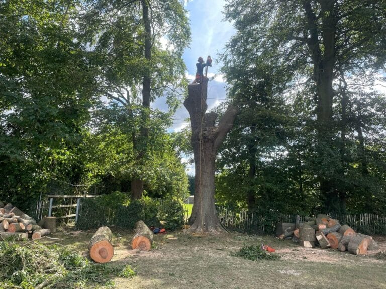 Professional Tree Surgeons in Canterbury - Tree Pro Ltd