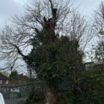 Tree inspection and Maintenance