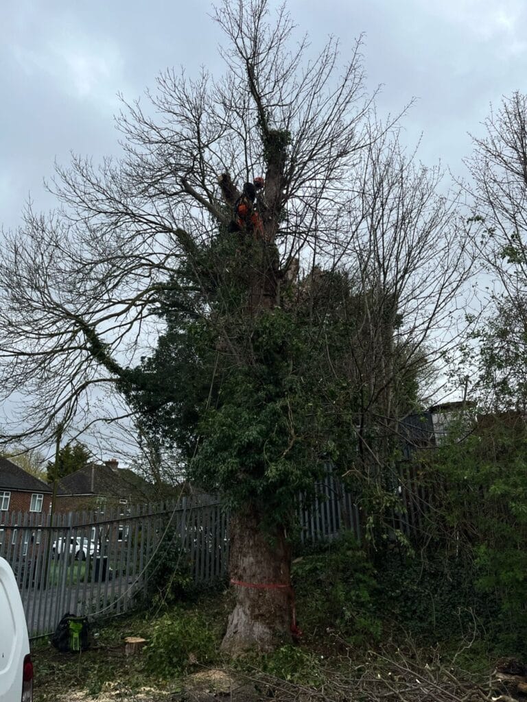 Tree inspection and Maintenance