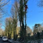 best tree trimming in Sandwich