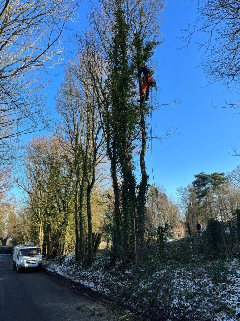 Tree surgery in Maidstone