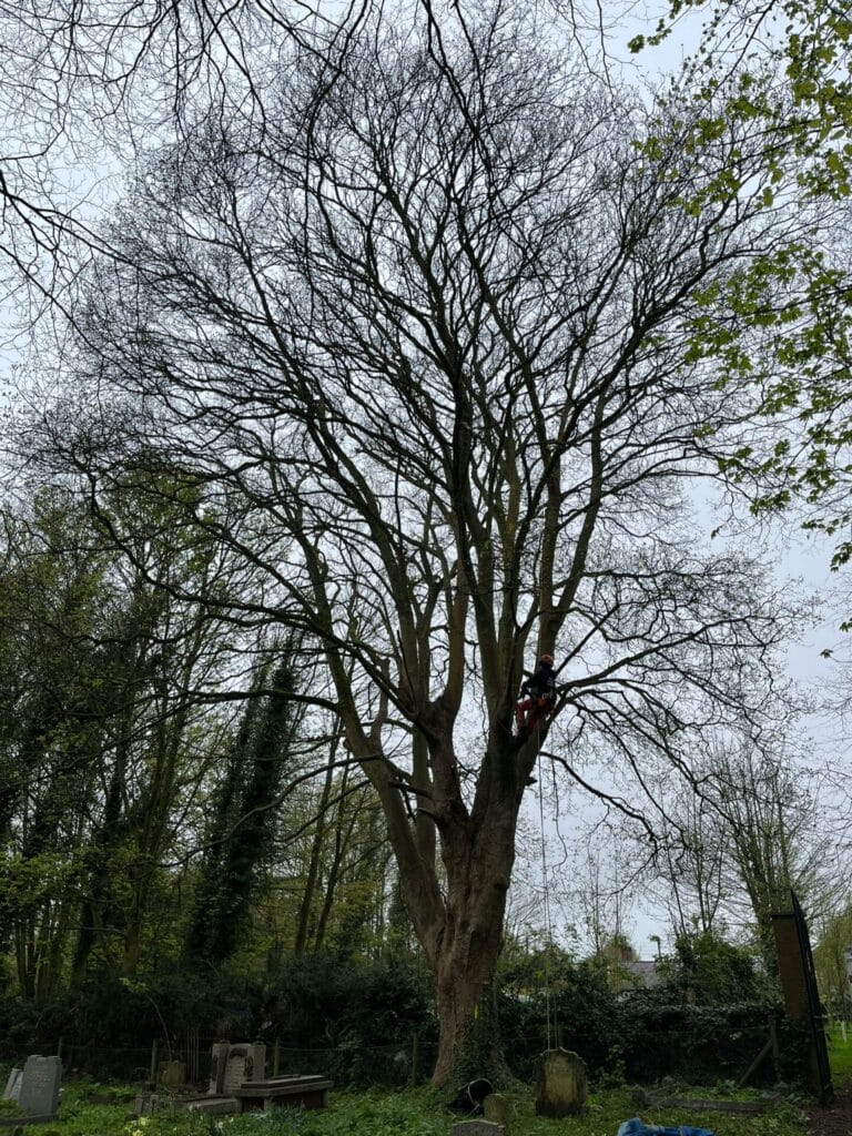 Sycamore Reduction by Tree Pro