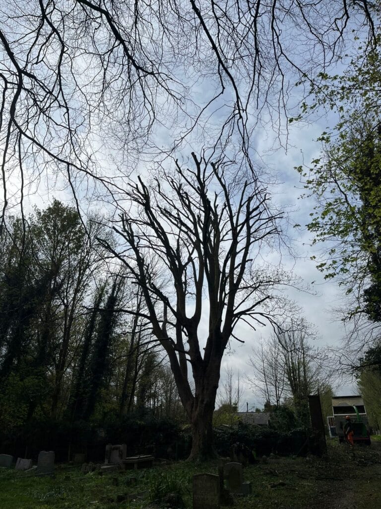 Sycamore Reduction