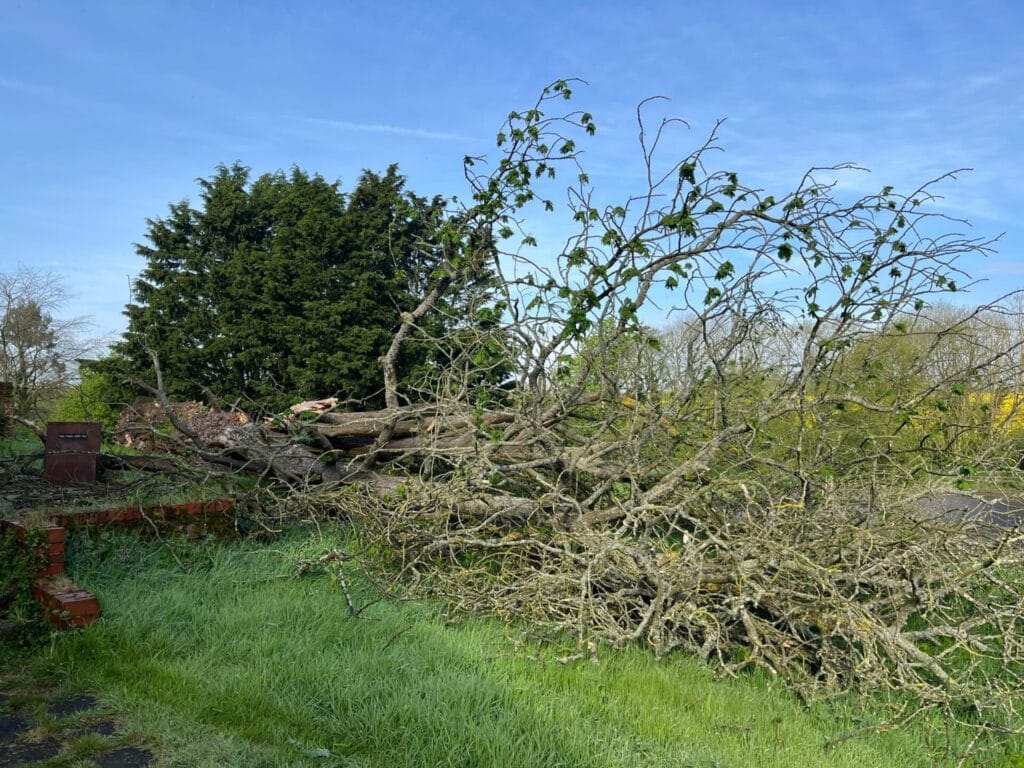 Tree Removal in Lenham Heath
