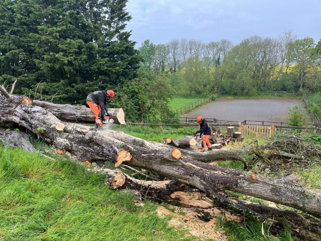 Fallen Tree Removal in Kent