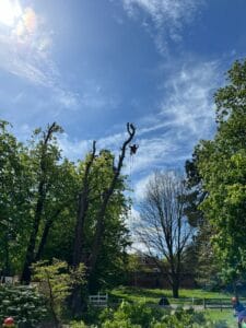 Horse chestnut tree removal