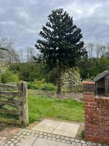 Tree care Kent