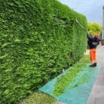 Professional Hedge Cutting in Ramsgate