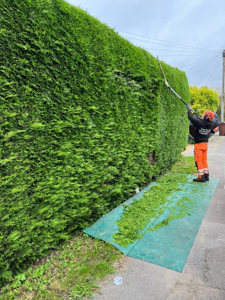 hedge cutting service Kent