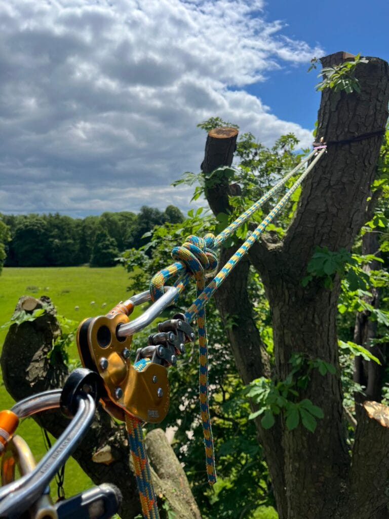 Hand Picked Hotels Tree Removal