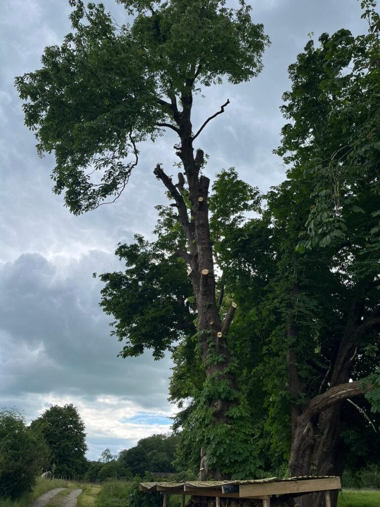 horse chestnut removal hand picked hotels