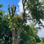 Tree Trimming Service In Kent