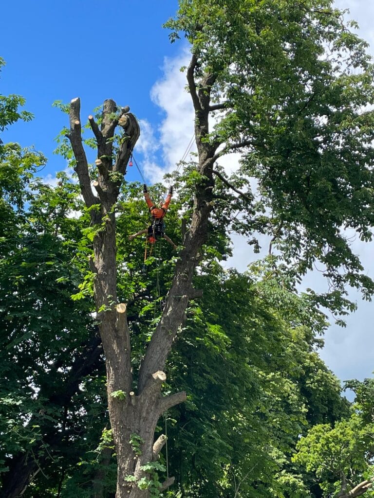 Horse chestnut removal