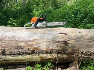 Tree Cutting Services in Broadstairs