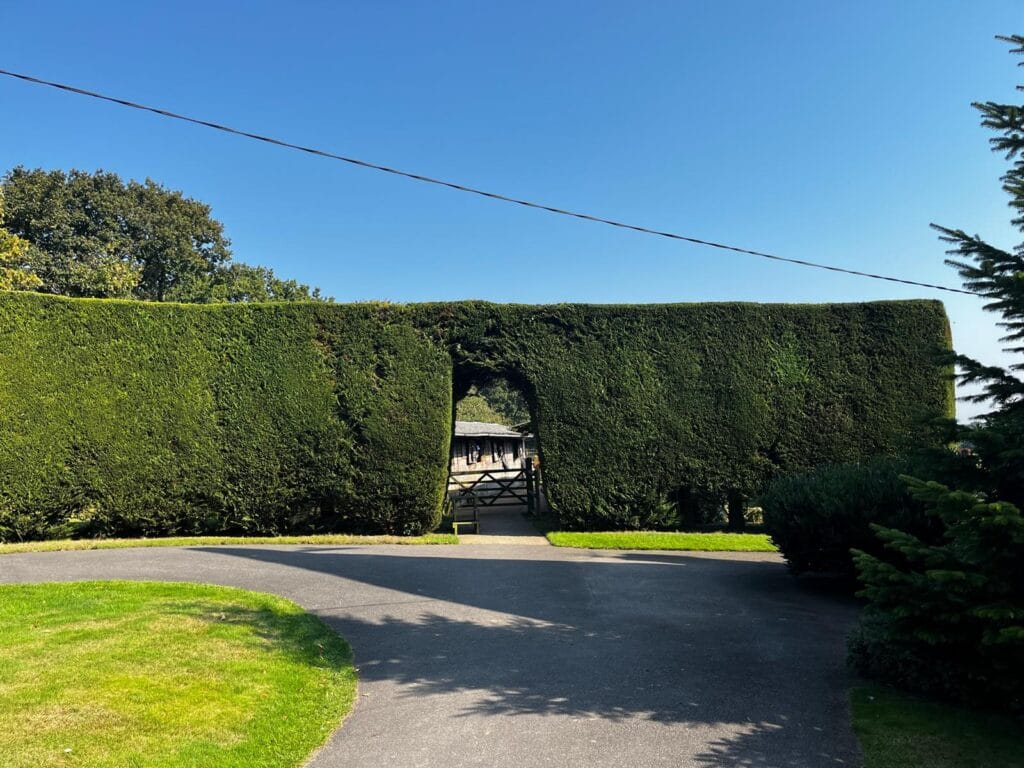 Hedge Maintenance in Maidstone Tree Pro