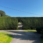 Hedge Maintenance in Maidstone by Tree Pro