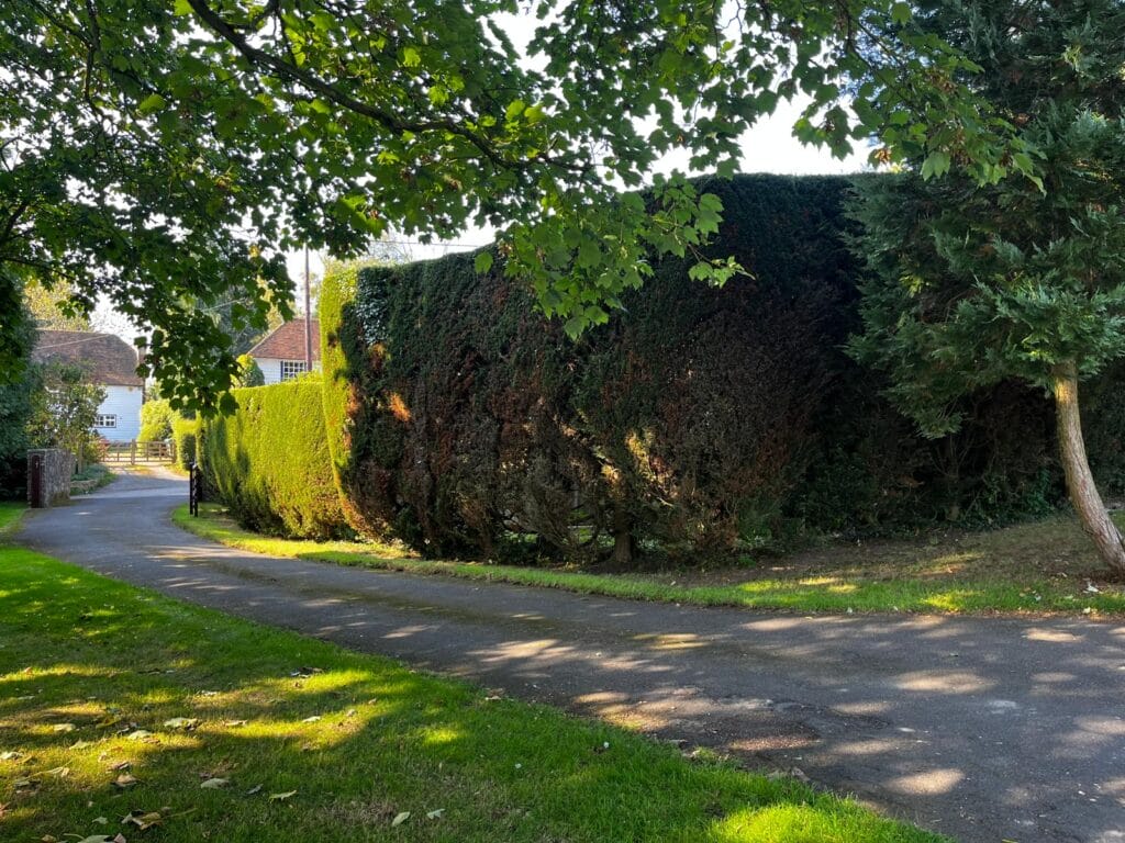 Hedge Maintenance in Kent Tree Pro