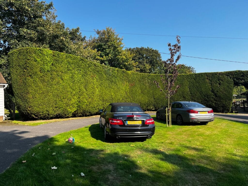 Hedge Maintenance by Tree Pro