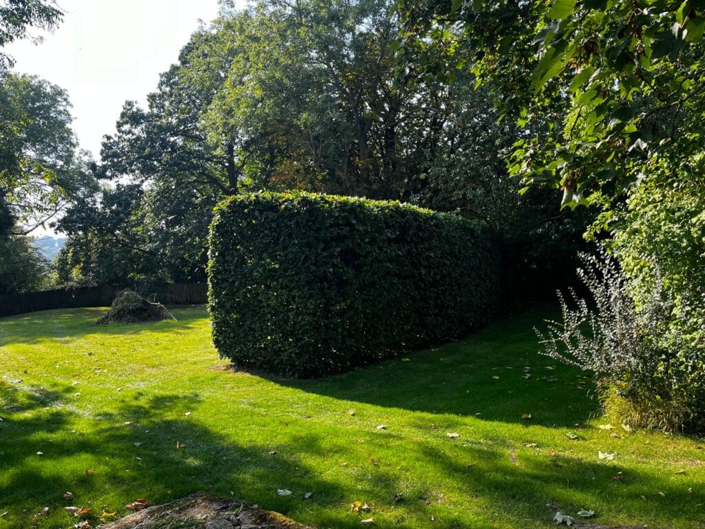 Tree Pro Hedge Maintenance in Kent