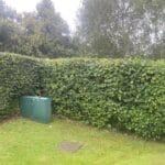 best hedge cutting services in Thanet