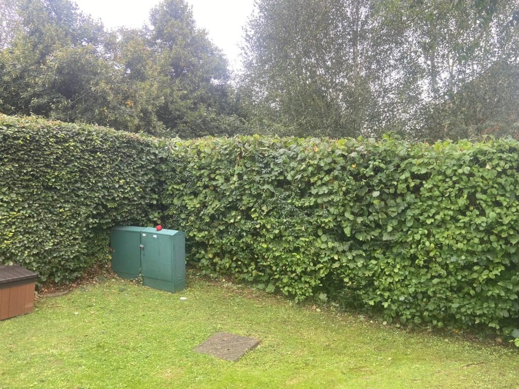 Hedge trimming in Maidstone