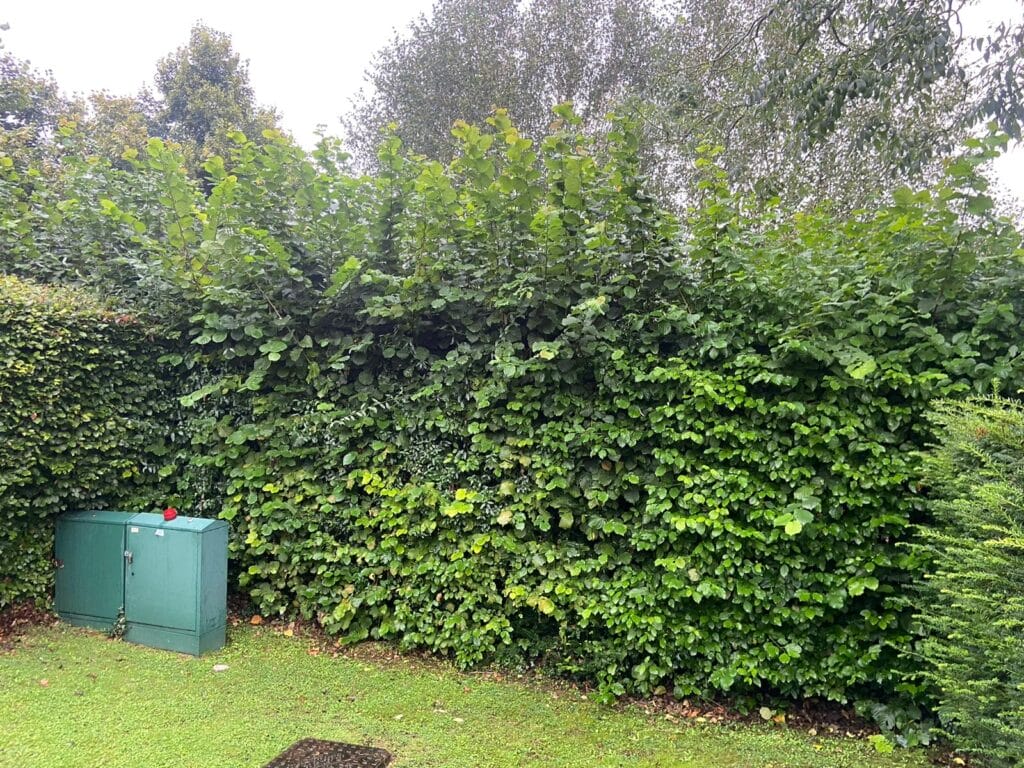 Hedge cutting in Lenham