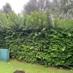 Hedge Maintenance in 2025