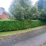 Expert Hedge Trimming Solutions