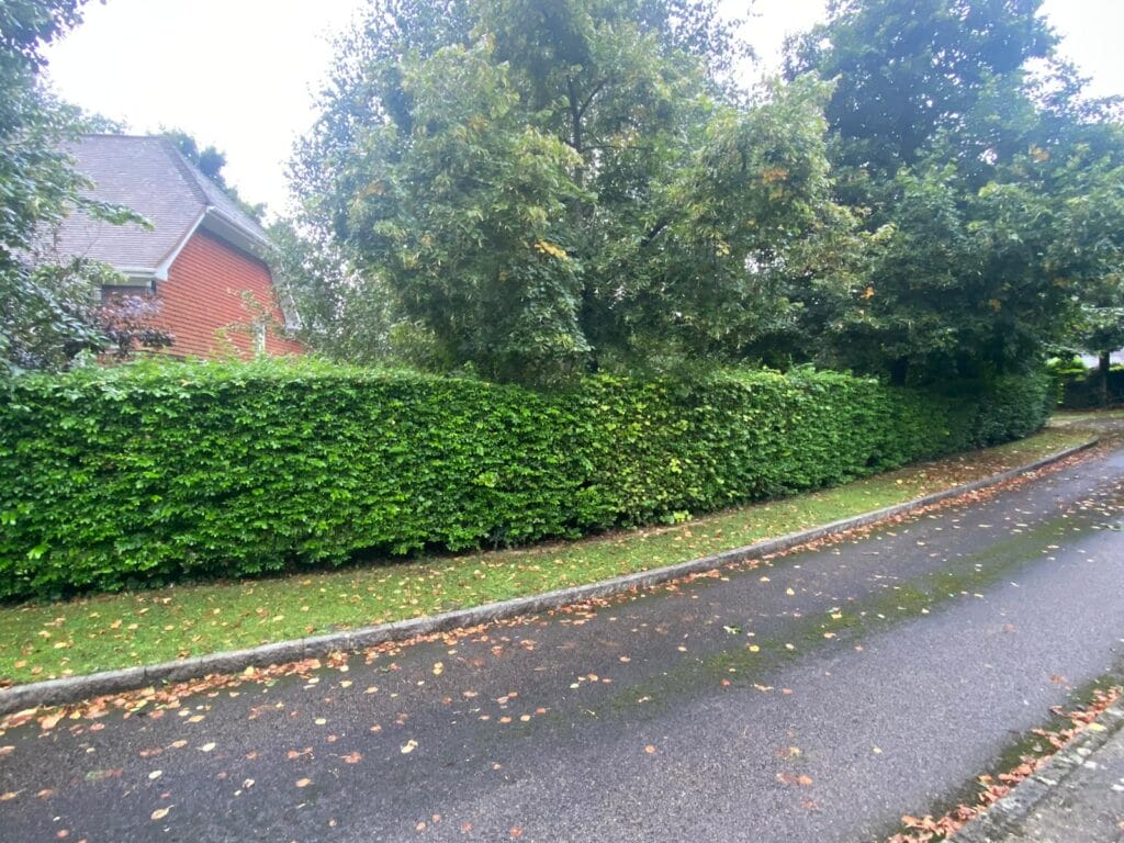 best hedge cutting services in Kent