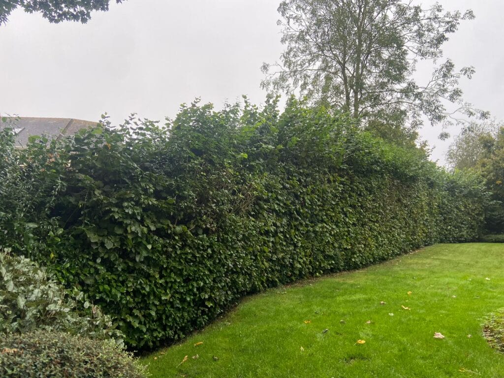 Hedge cutting service in Maidstone