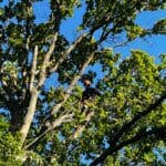 Oak tree pruning