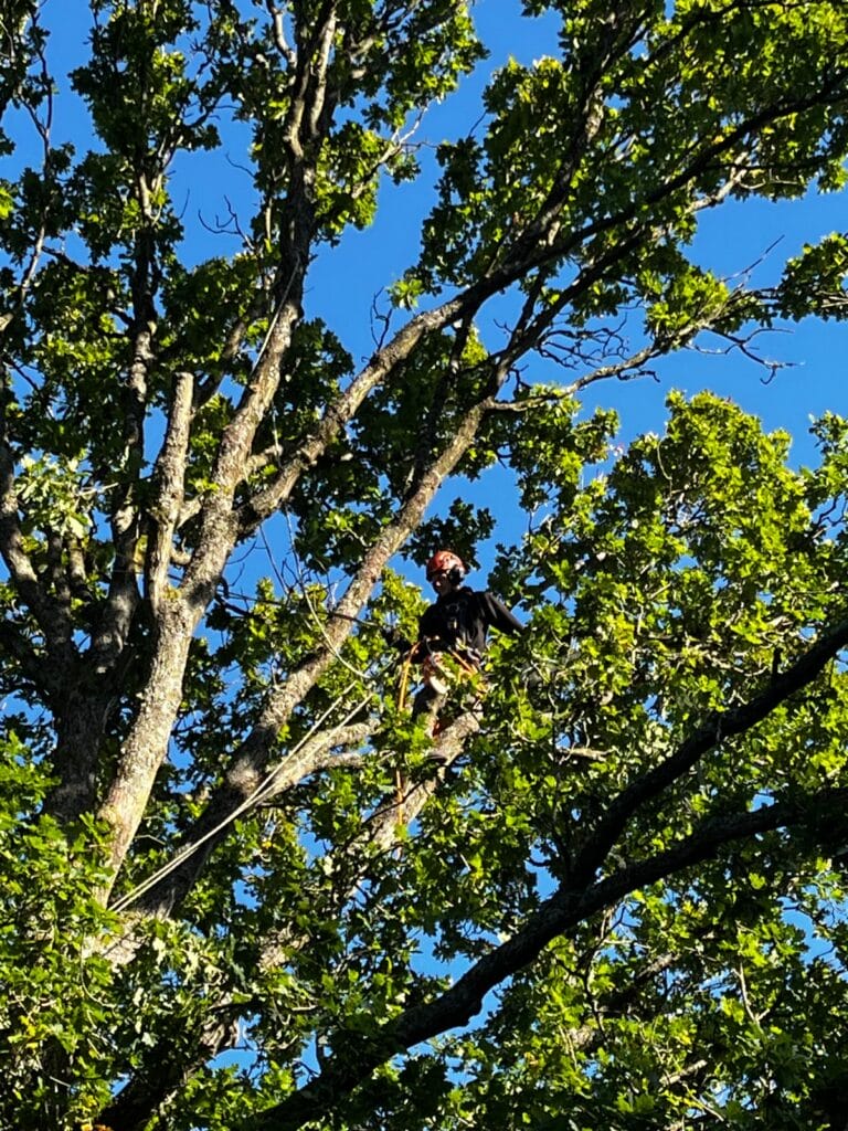 Oak tree pruning