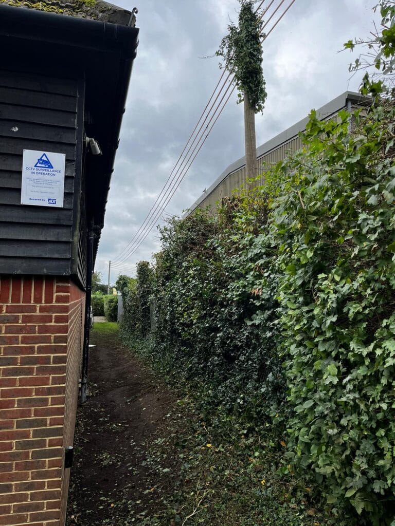 Tree Pruning and Maintenance Services