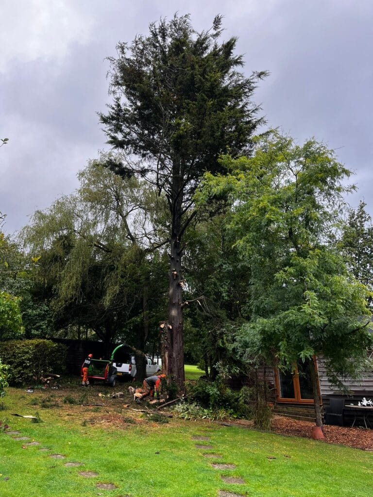 No. 1 Tree Surgeons in Canterbury