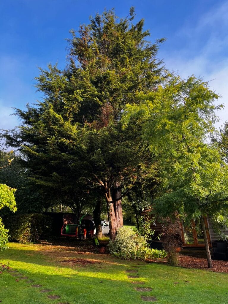 Tree Trimming in Kent