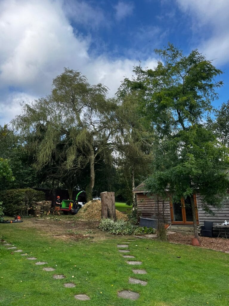 Tree Pro's Conifer Tree Trimming in Kent