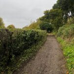 Expert Hedge Pruning in Kent