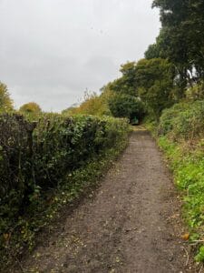 Expert Hedge Pruning in Kent